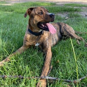 Meet your Posher, Dominic